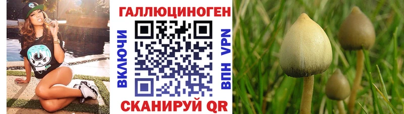 blacksprut   Красный Холм  Галлюциногенные грибы Psilocybe 